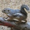 antelope ground squirrel-1